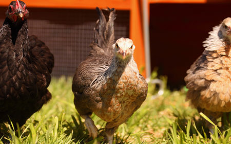 Ecosystem Assessment: Antibiotic Resistance in Poultry