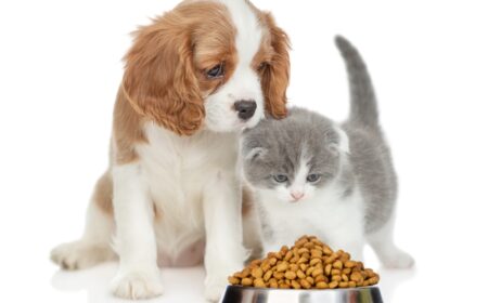 Prioritizing and Personalizing Gut Health in Pet Nutrition